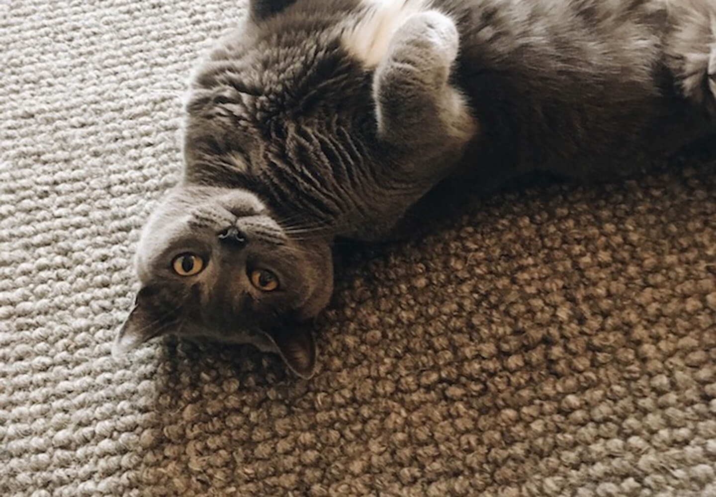 Alternative Flooring at Home with Kate Watson-Smyth and her cat Enid on Chunky Wool Pebble Stade carpet